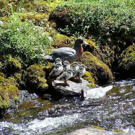 Parklands Motorlodge & Holiday Park Turangi Eksteriør bilde